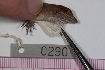 Media type: image;   Herpetology R-186223